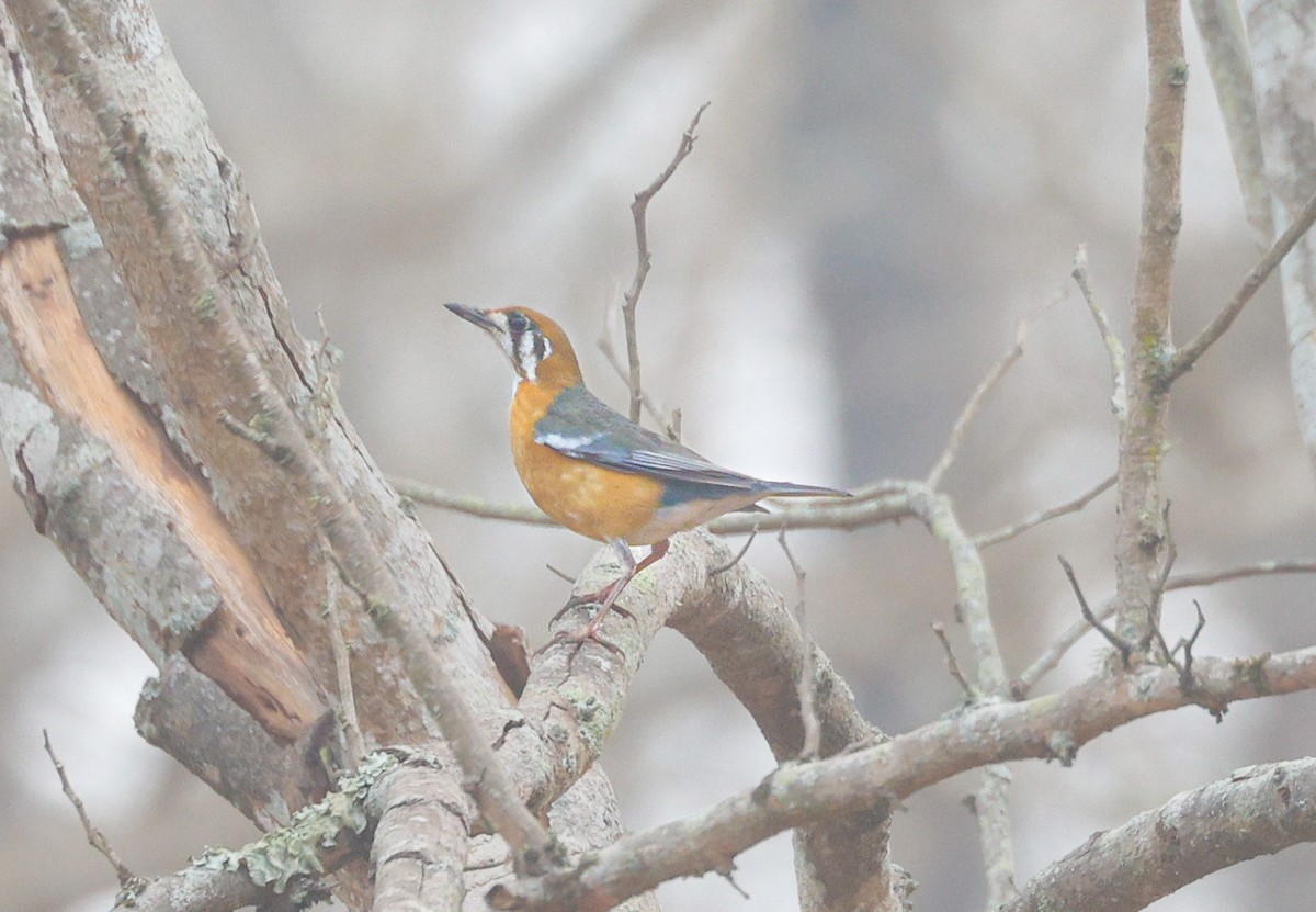 Orange-headed Thrush - ML622116822