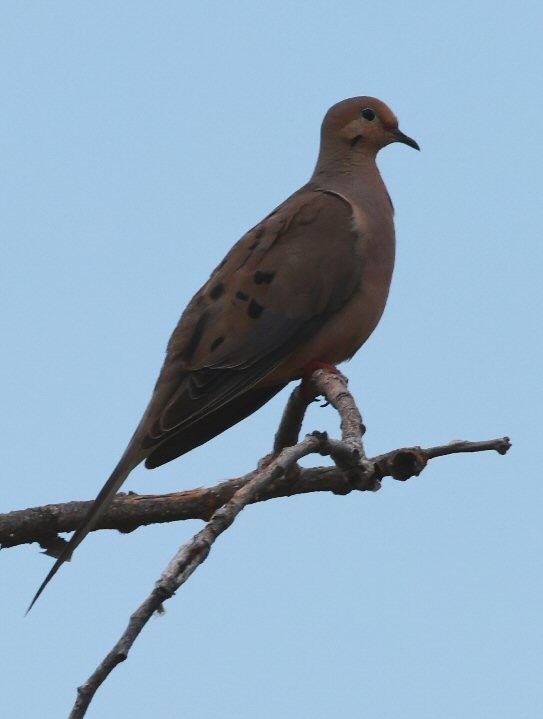 Mourning Dove - Vince Folsom