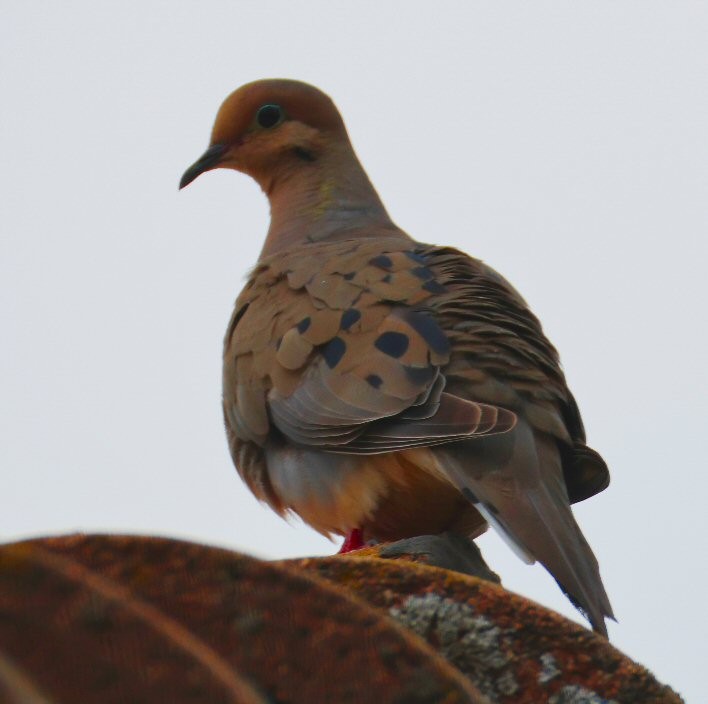 Mourning Dove - ML622116847