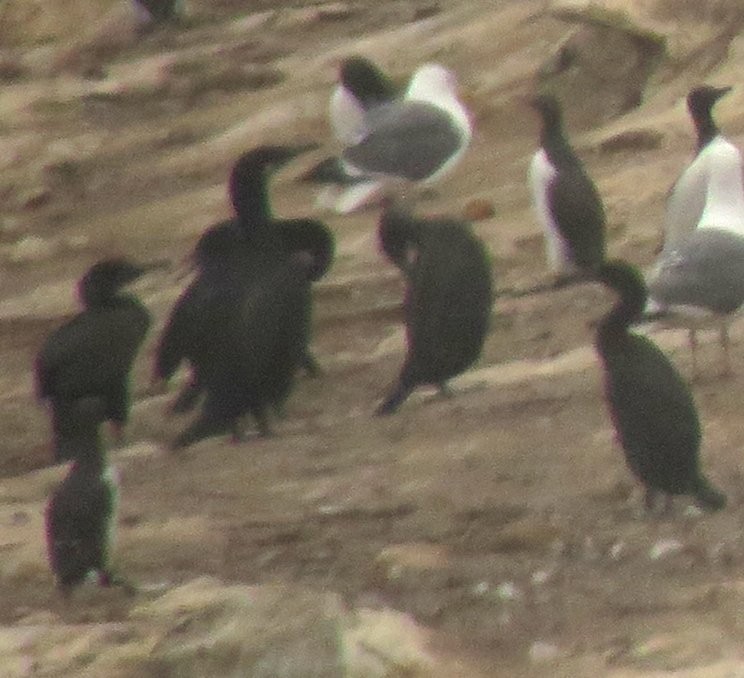 Brandt's Cormorant - ML622116861