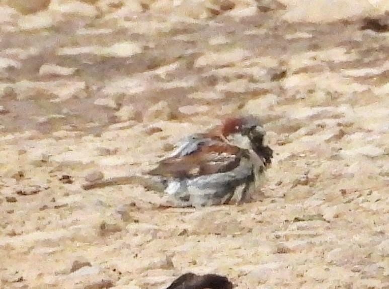 House Sparrow - ML622116864