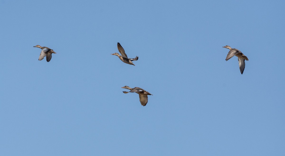 Northern Shoveler - ML622116913