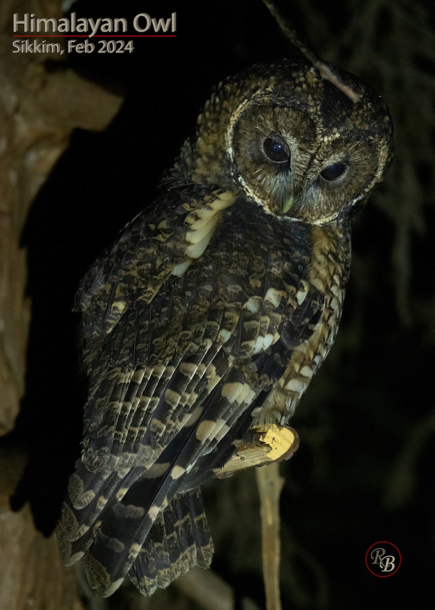 Himalayan Owl - ML622116924