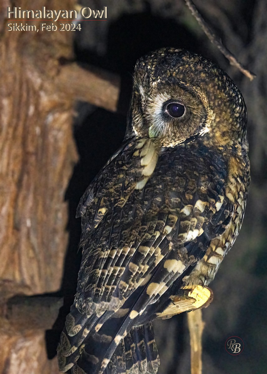 Himalayan Owl - Raghavan Balasubramanian