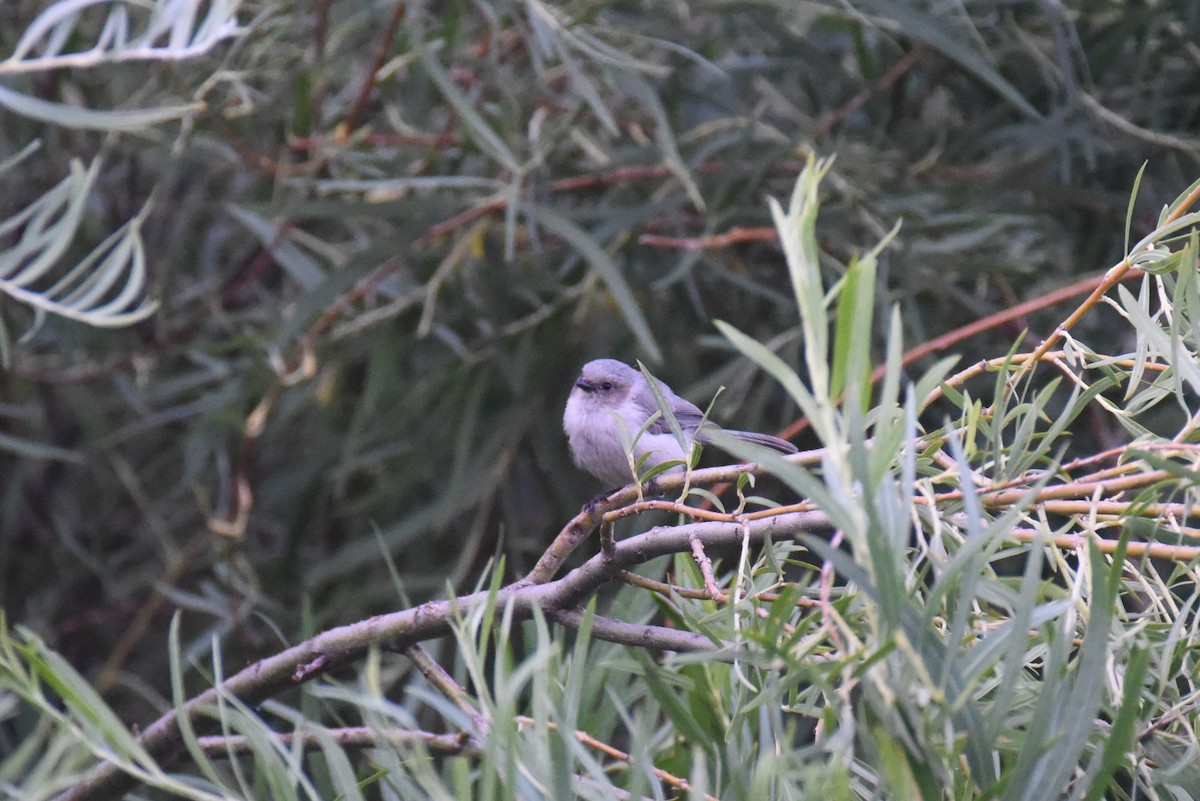 Bushtit - Evan Hodgson