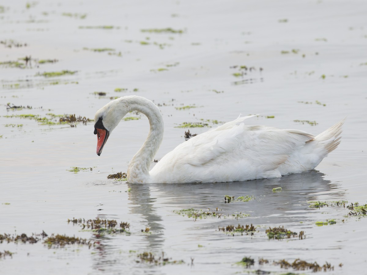 Mute Swan - Angus Wilson