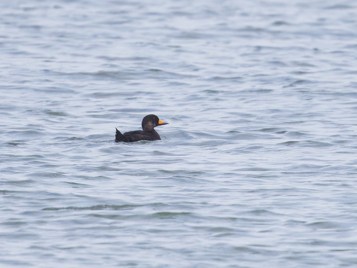 Black Scoter - ML622116963