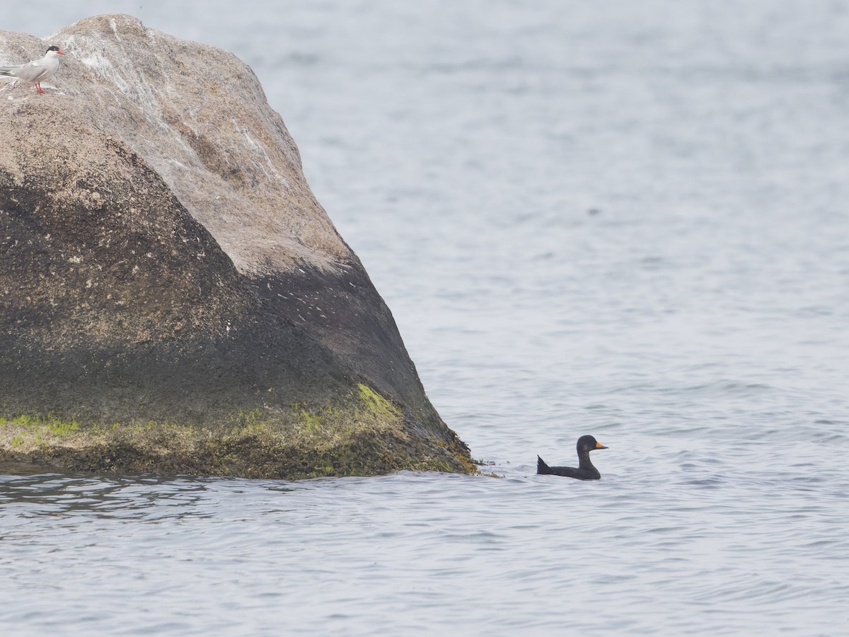 Black Scoter - ML622116969