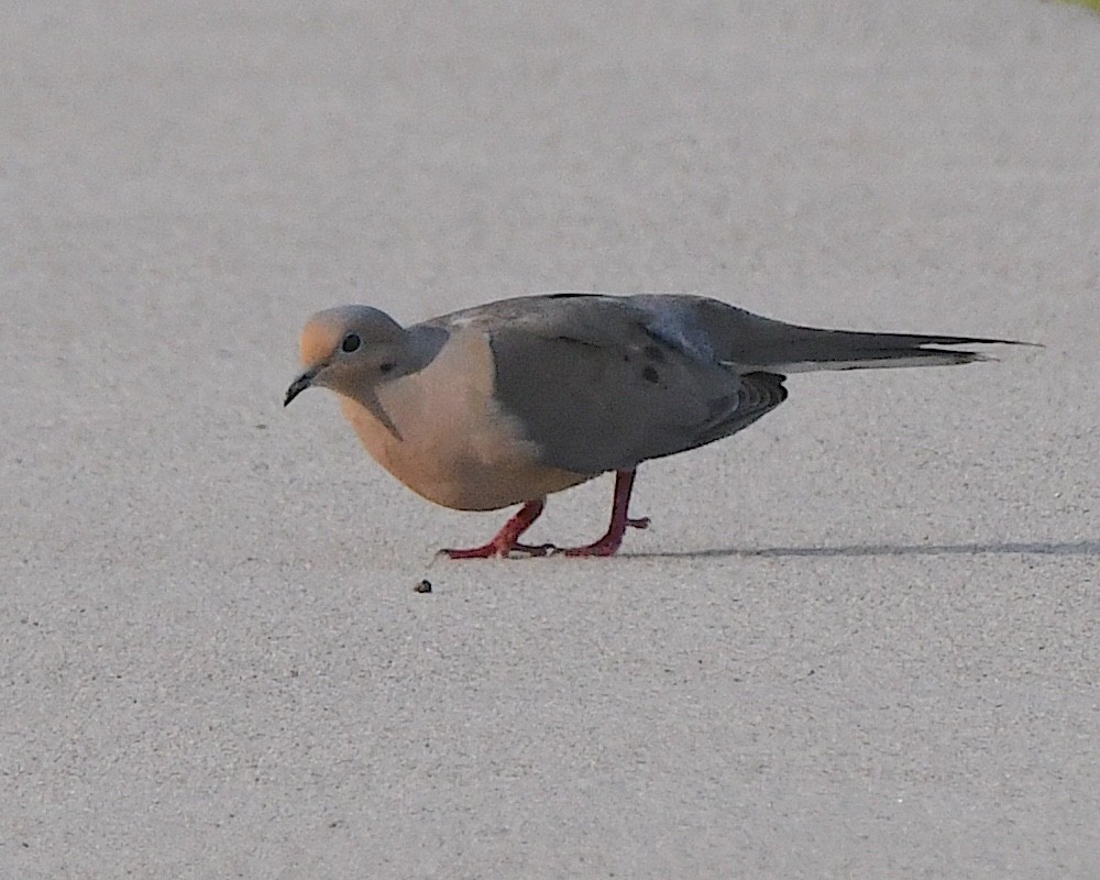 Mourning Dove - ML622116973