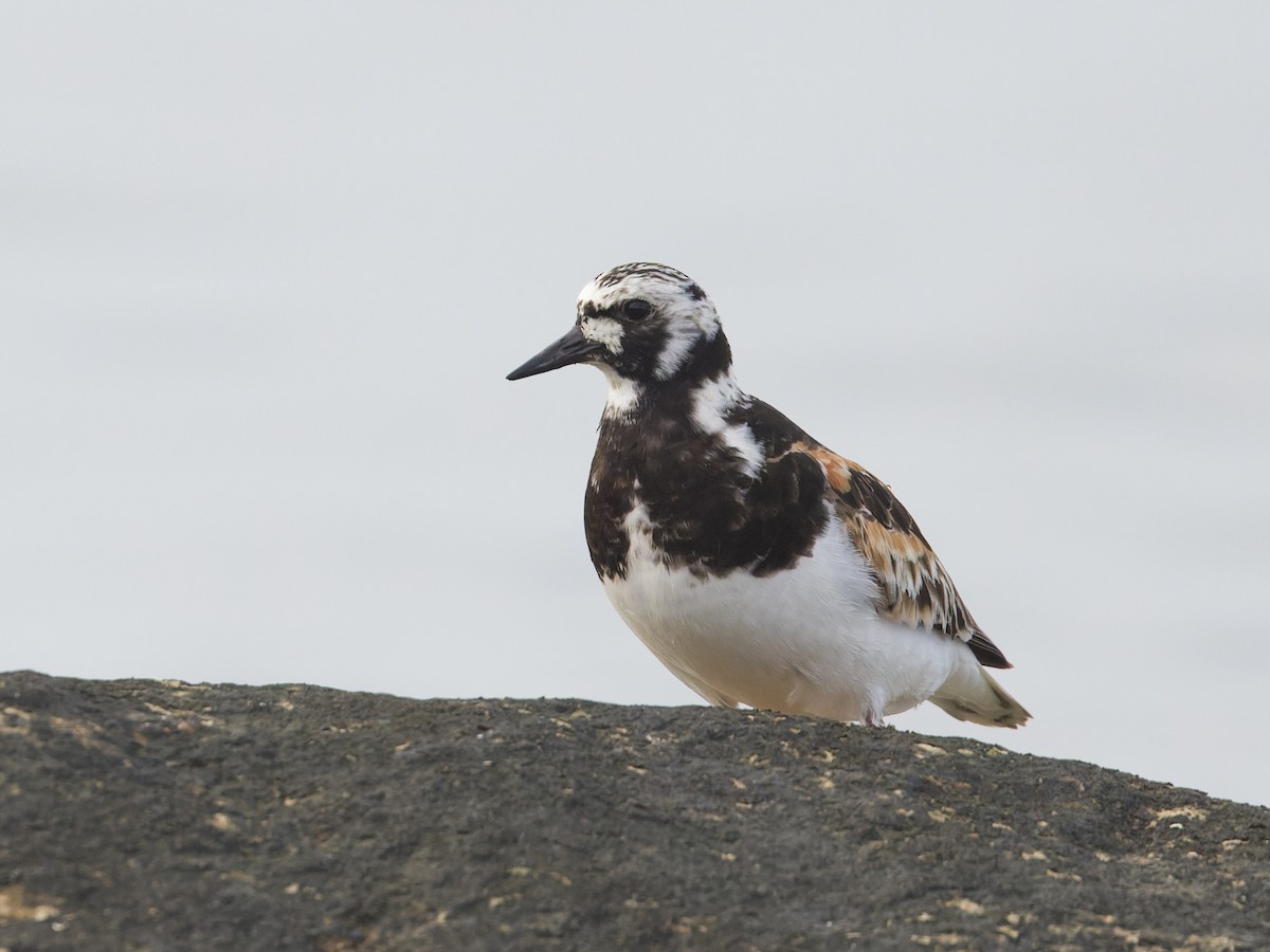 Ruddy Turnstone - Angus Wilson