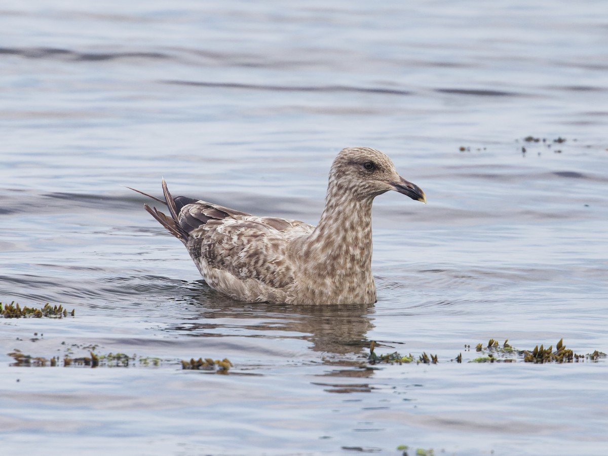 Goéland argenté (smithsonianus) - ML622117016