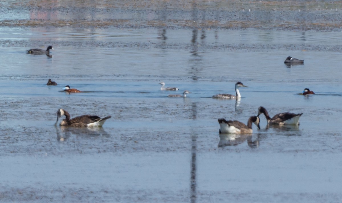 Western Grebe - ML622117031