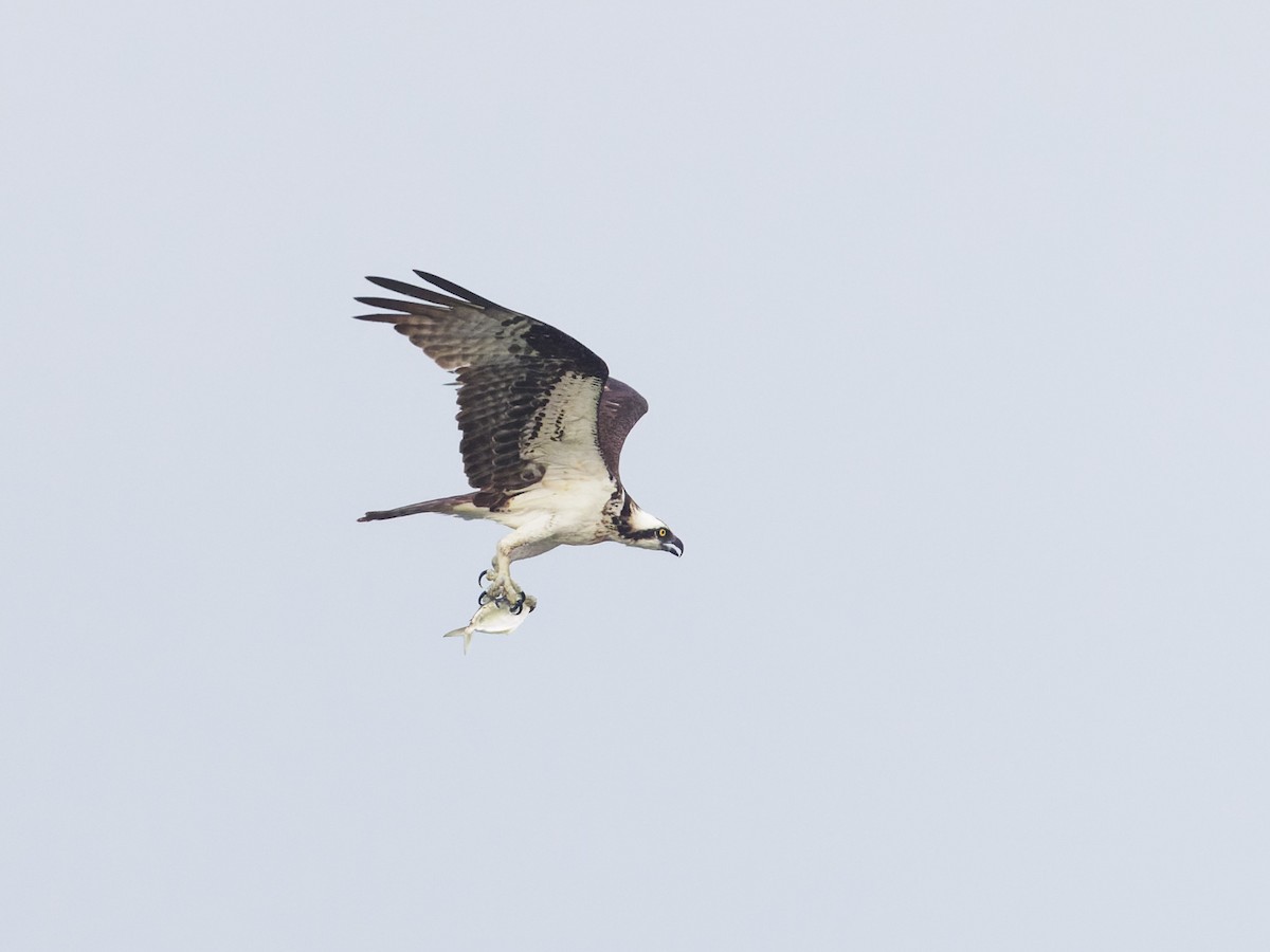 Balbuzard pêcheur - ML622117032