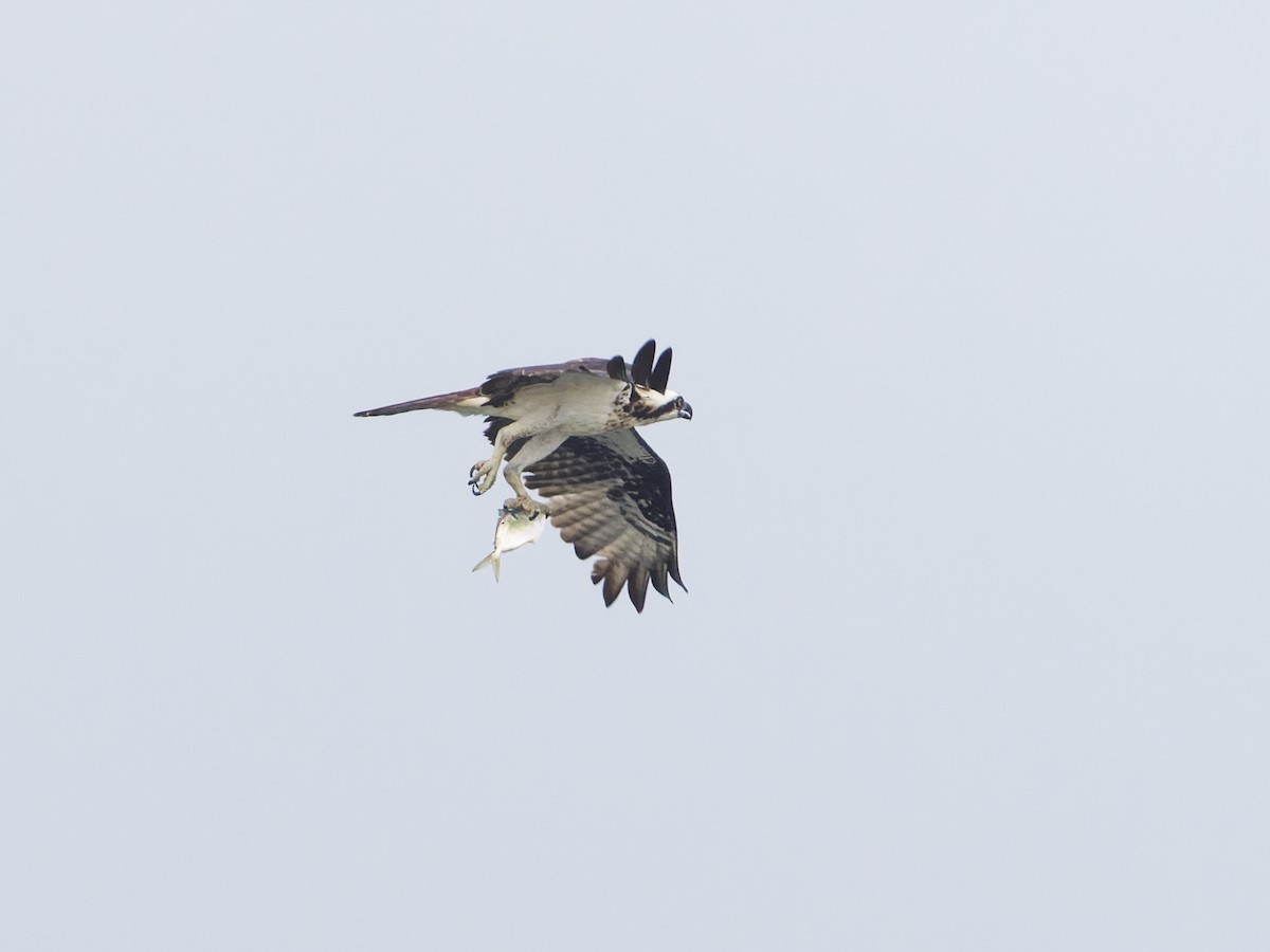 Balbuzard pêcheur - ML622117033