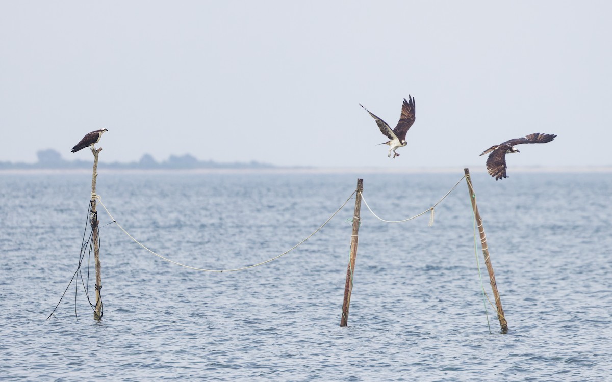 Balbuzard pêcheur - ML622117035