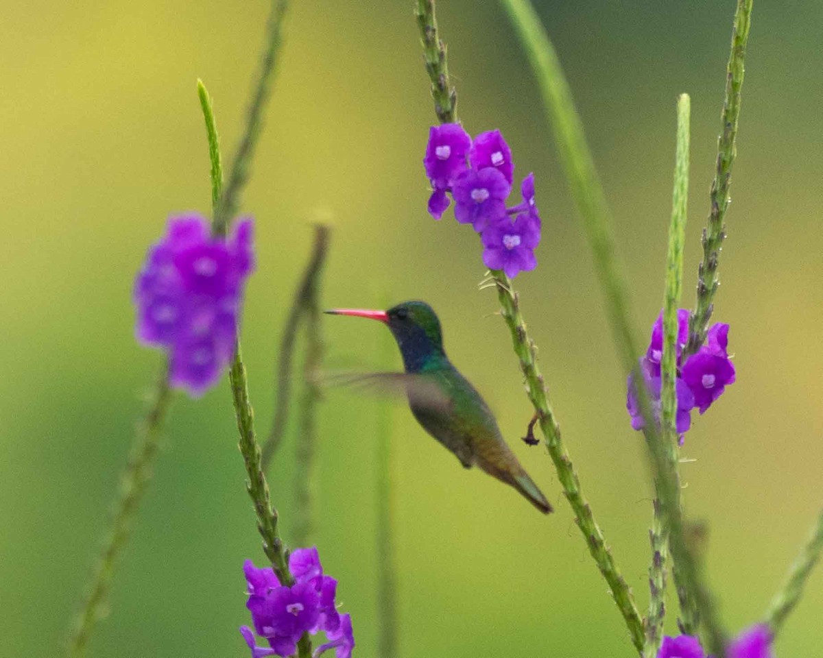 Colibri d'Élicia - ML622117045