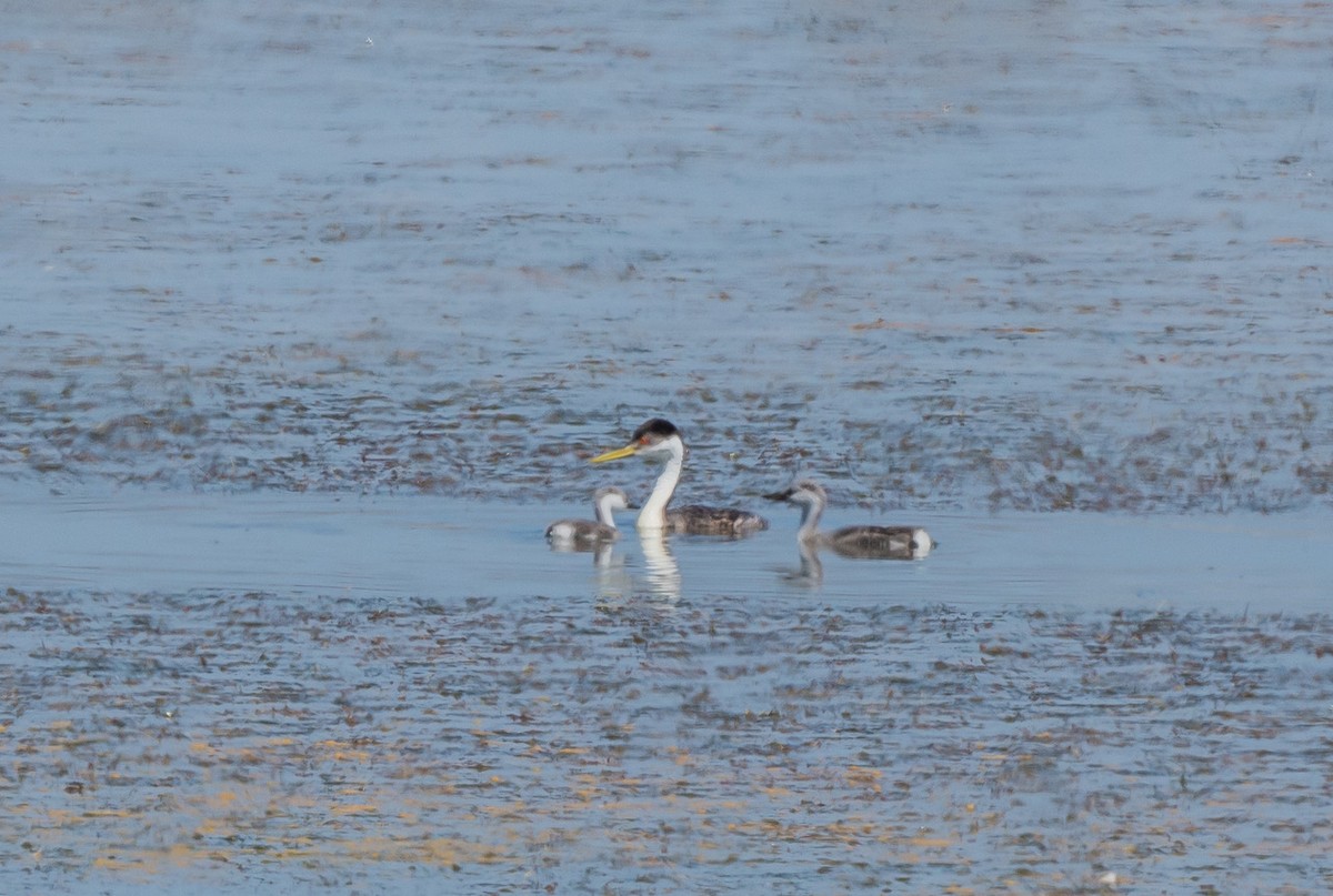 Western Grebe - ML622117046