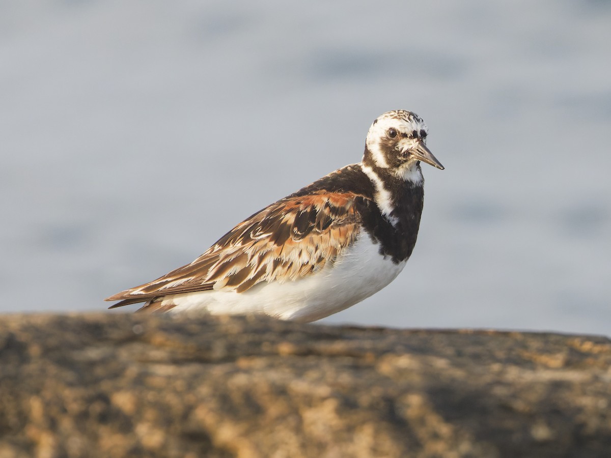 Ruddy Turnstone - ML622117048