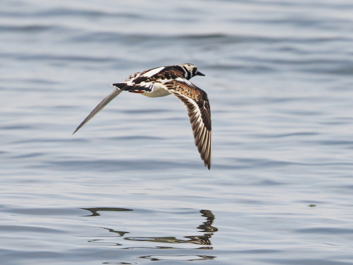 Ruddy Turnstone - ML622117049