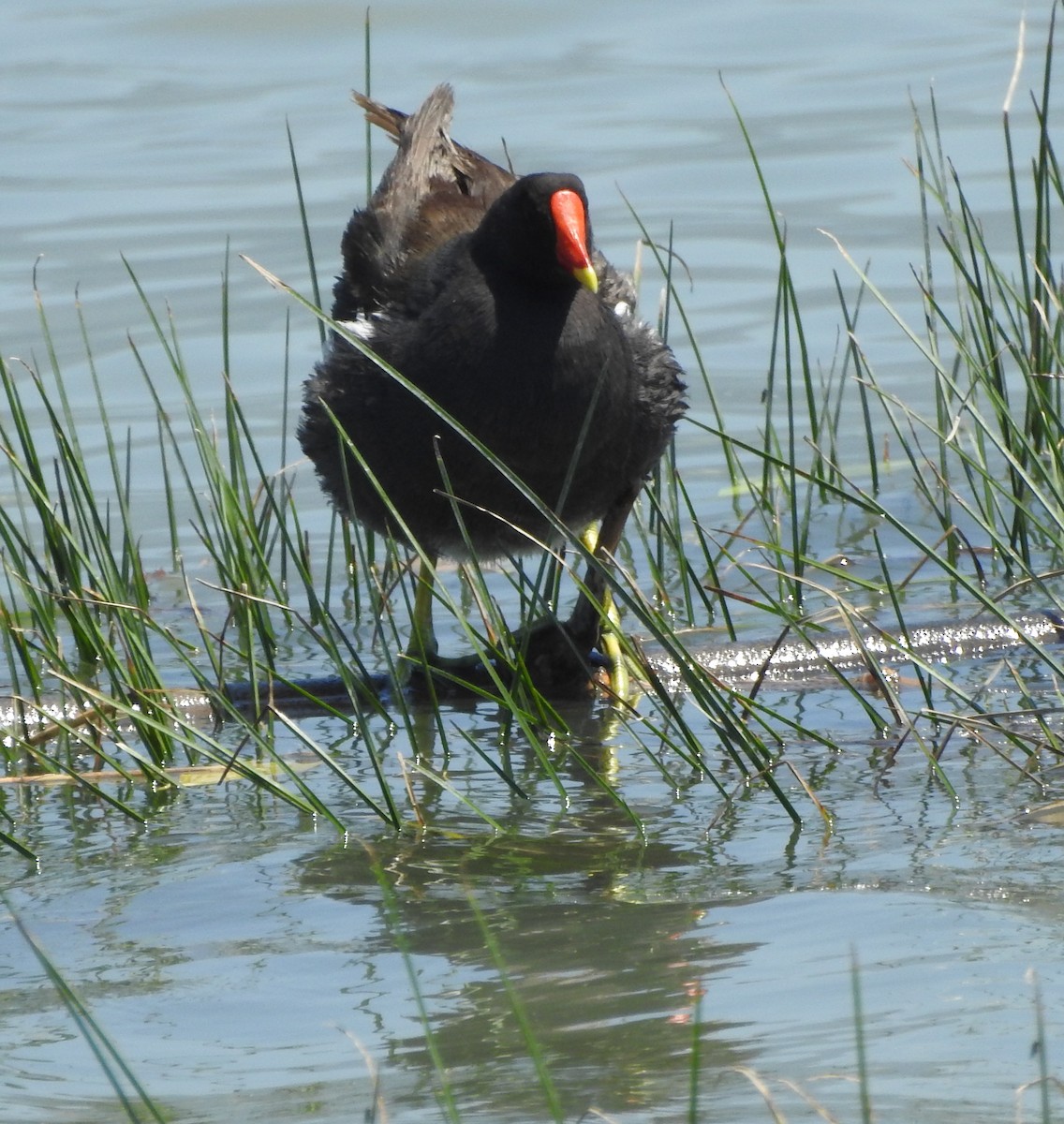 Gallinule poule-d'eau - ML622117050