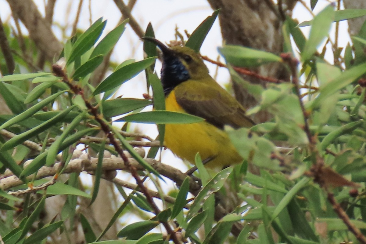 Sahul Sunbird - ML622117073