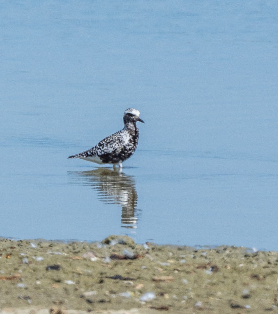 Black-bellied Plover - Chris Dunford