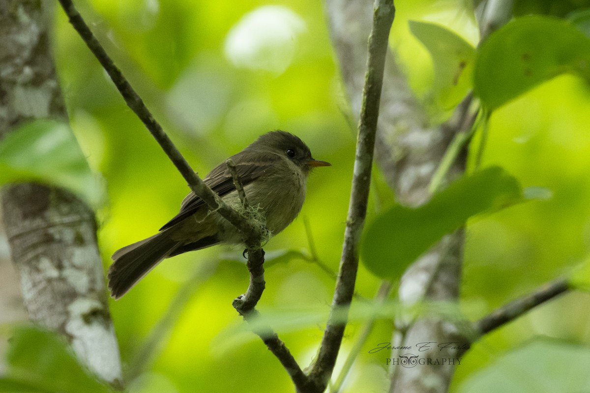 Jamaican Pewee - Jerome Foster