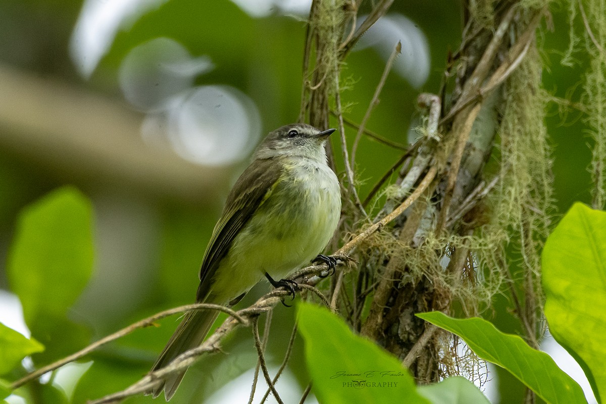 Jamaican Elaenia - Jerome Foster