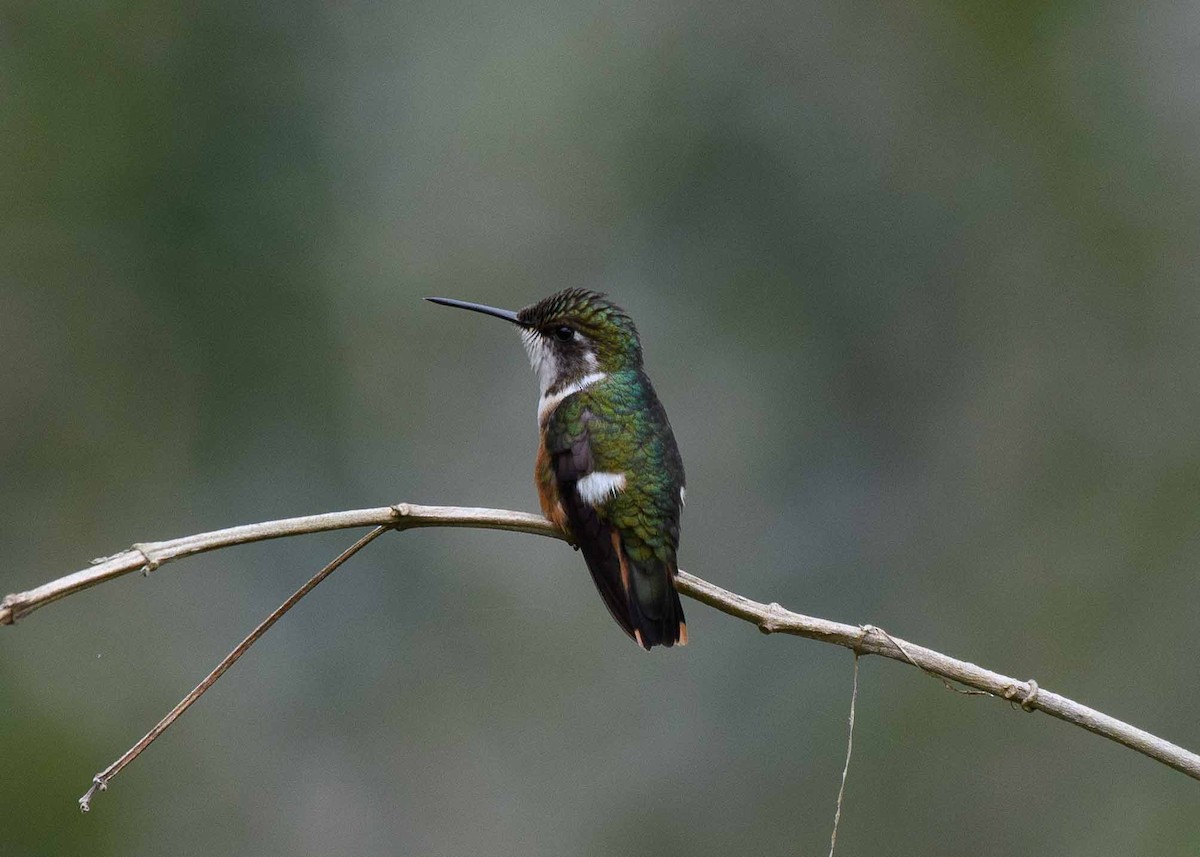 Magenta-throated Woodstar - ML622117165