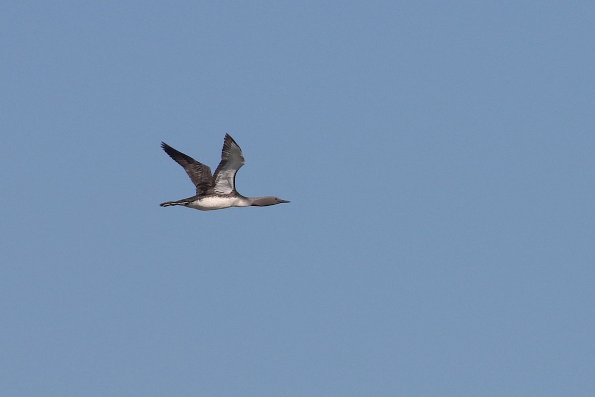 Red-throated Loon - ML622117168