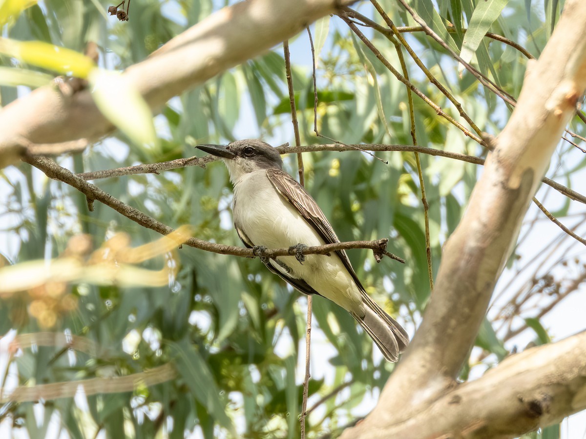 Gray Kingbird - Jason Alexander