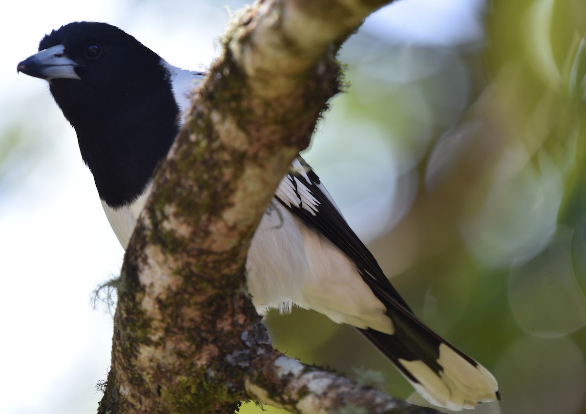 Pied Butcherbird - ML622117237