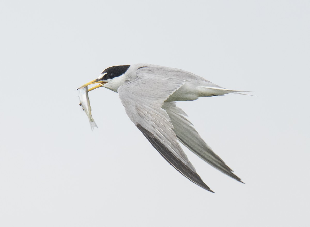 Least Tern - ML622117239