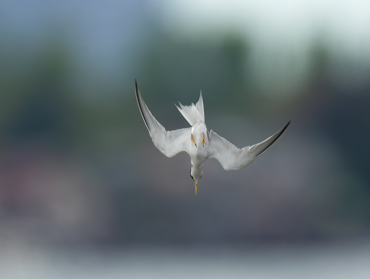 Least Tern - Gail  West