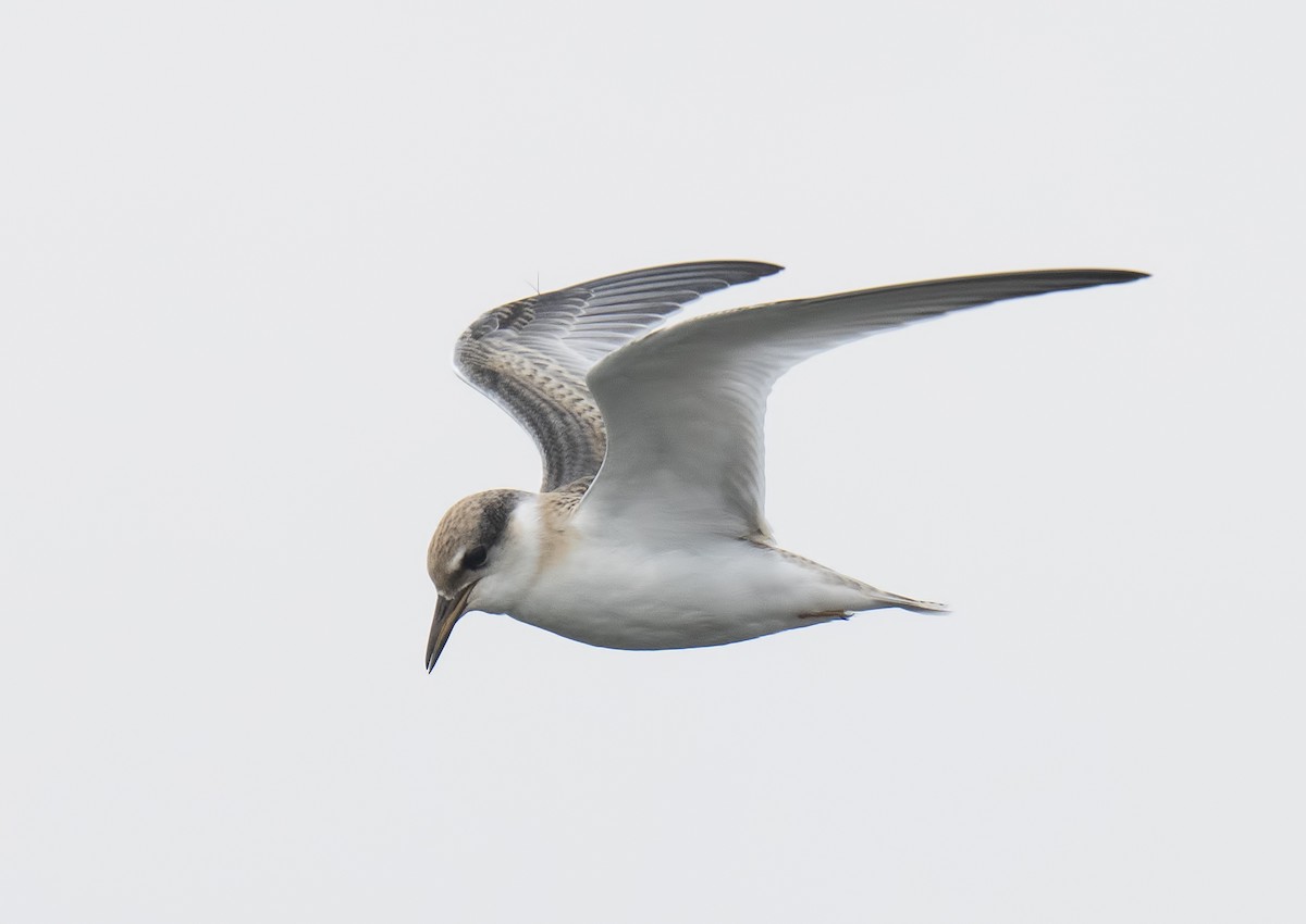 Least Tern - ML622117242