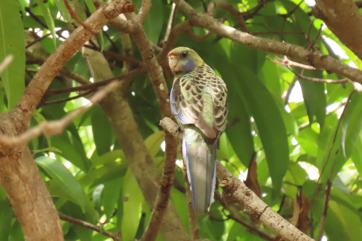 Pale-headed Rosella - ML622117244