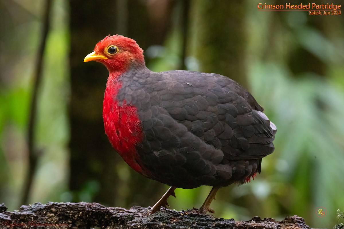 Crimson-headed Partridge - ML622117246