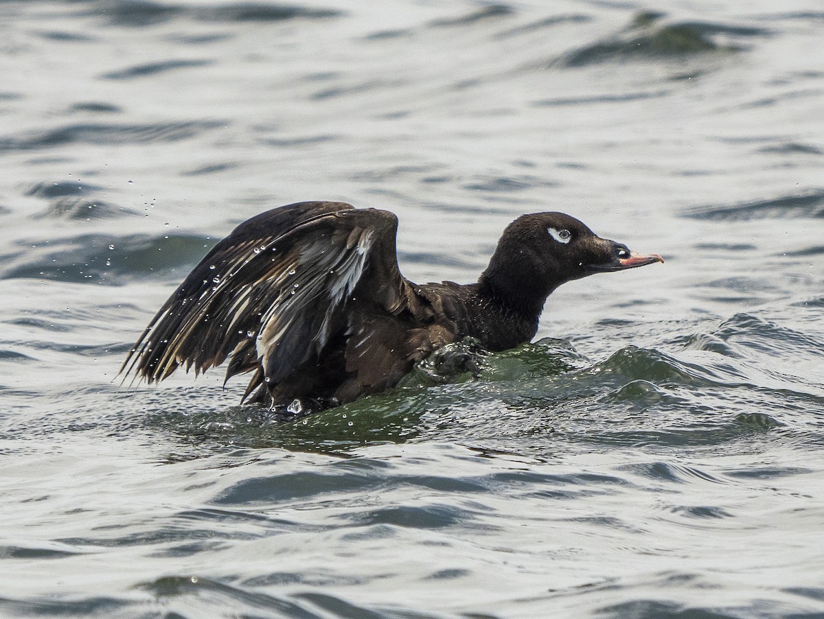 White-winged Scoter - ML622117247