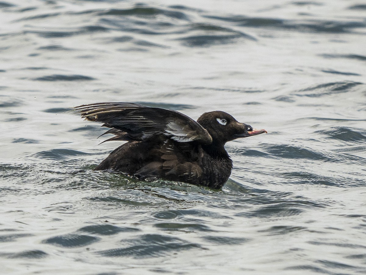 White-winged Scoter - ML622117248