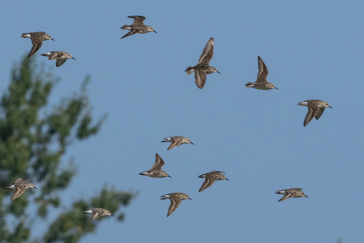 Semipalmated Sandpiper - ML622117249