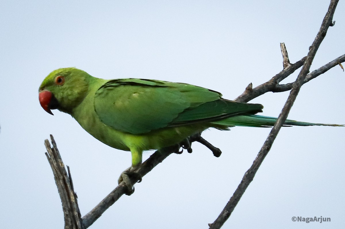 Rose-ringed Parakeet - Naga Arjun