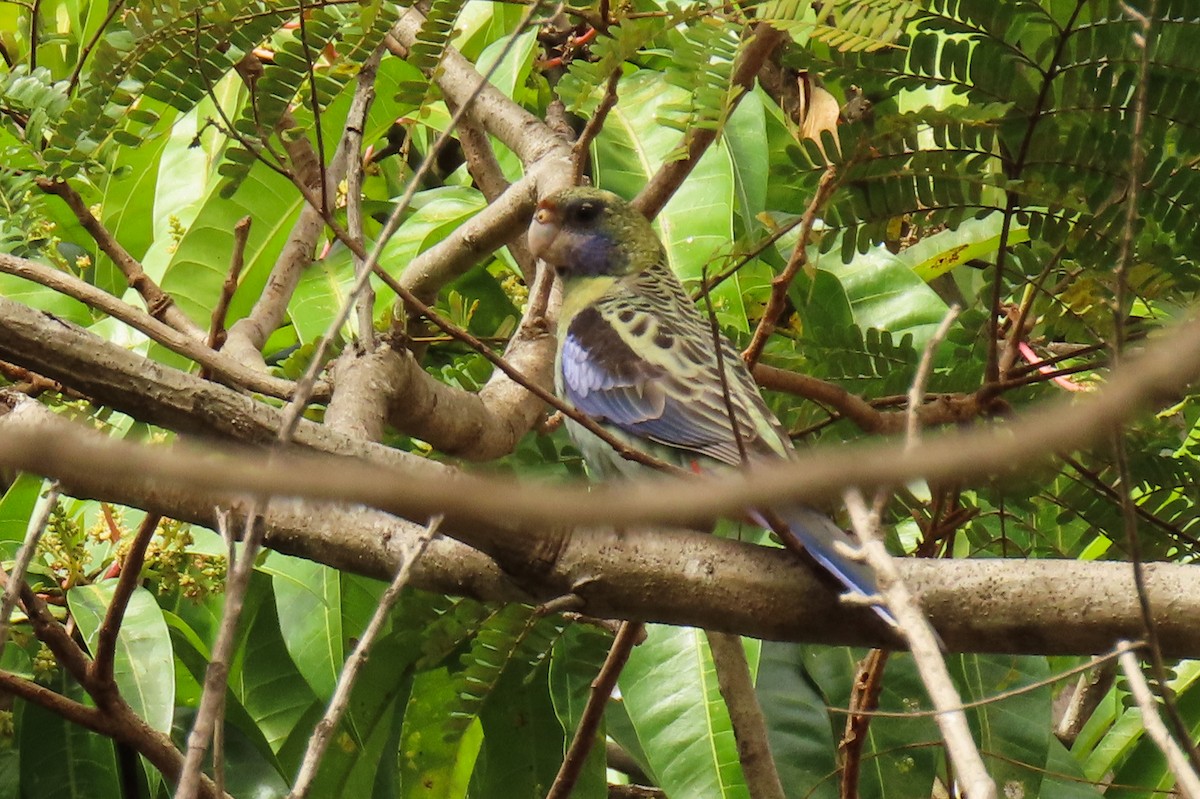 Pale-headed Rosella - ML622117251