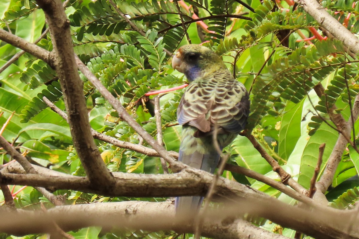 Pale-headed Rosella - ML622117252