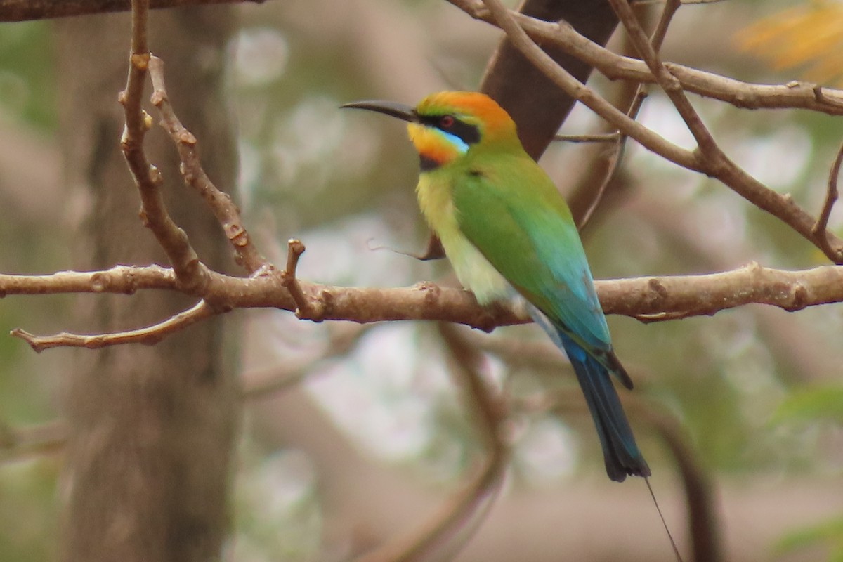 Rainbow Bee-eater - Becky Marvil