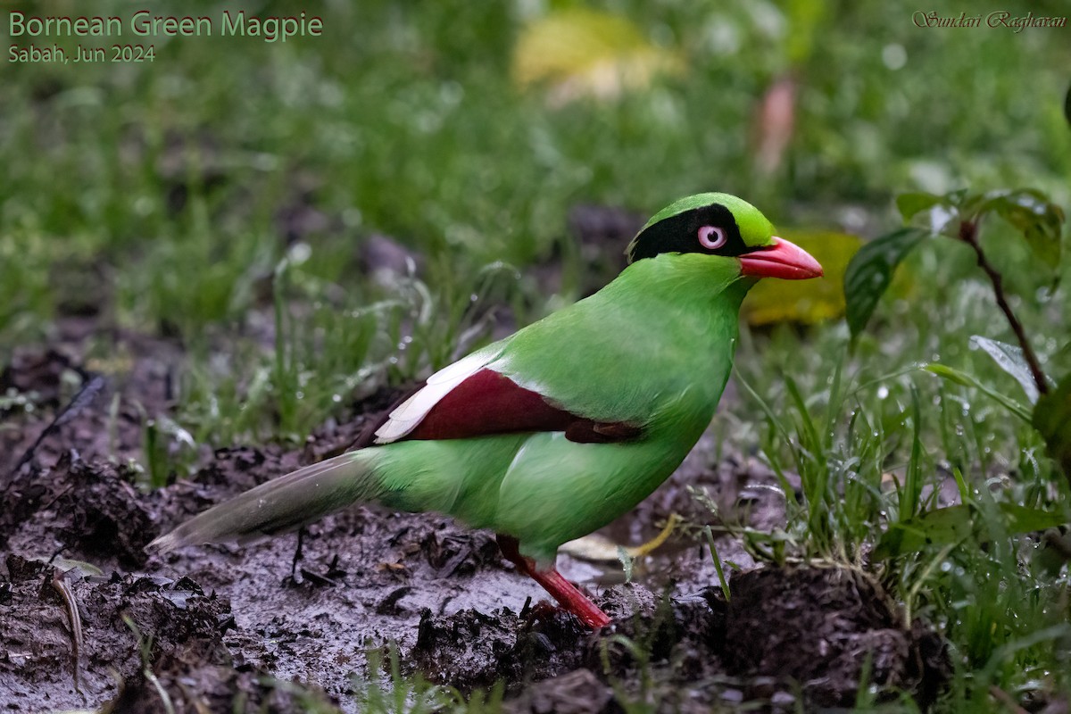 Bornean Green-Magpie - ML622117256