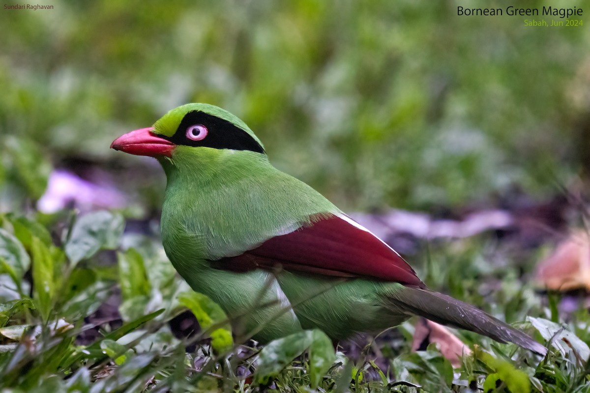 Bornean Green-Magpie - ML622117257