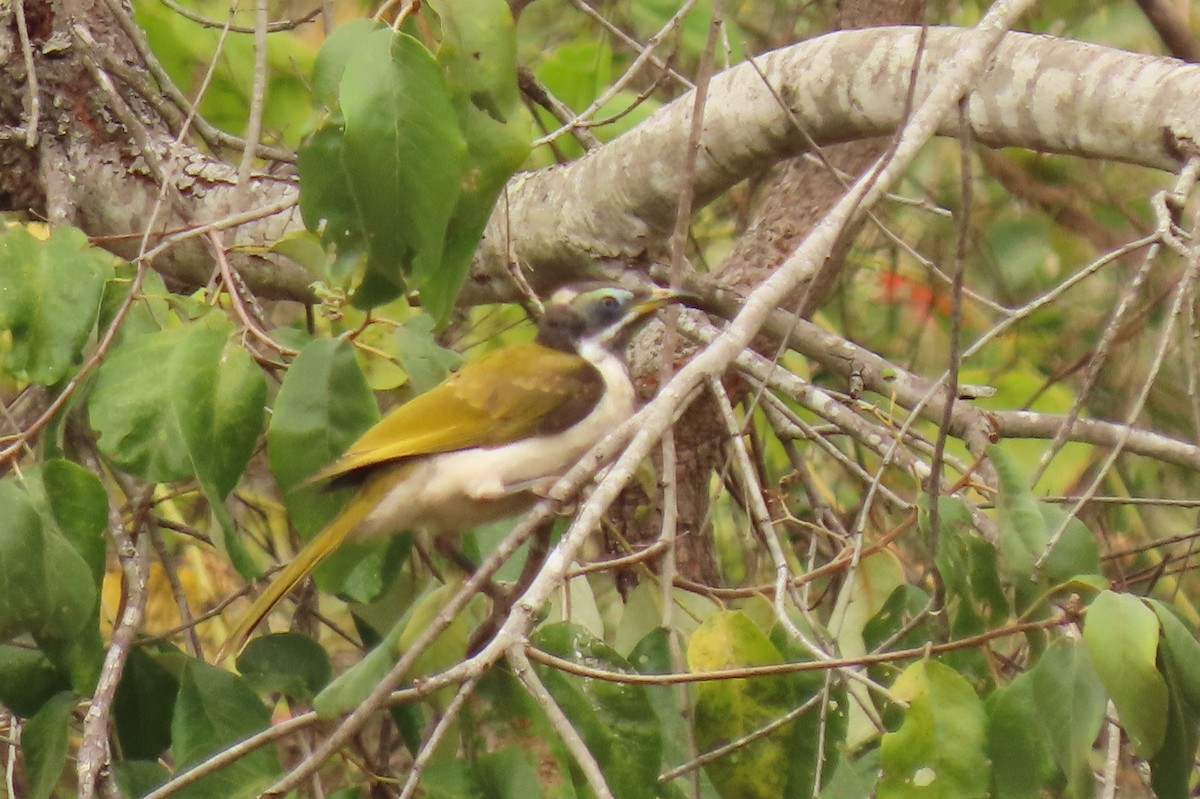 Blue-faced Honeyeater - ML622117258