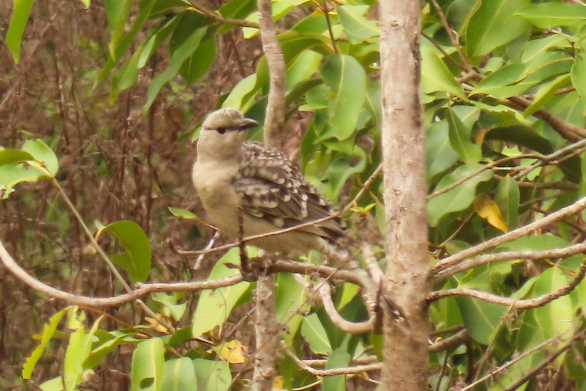 Great Bowerbird - ML622117259