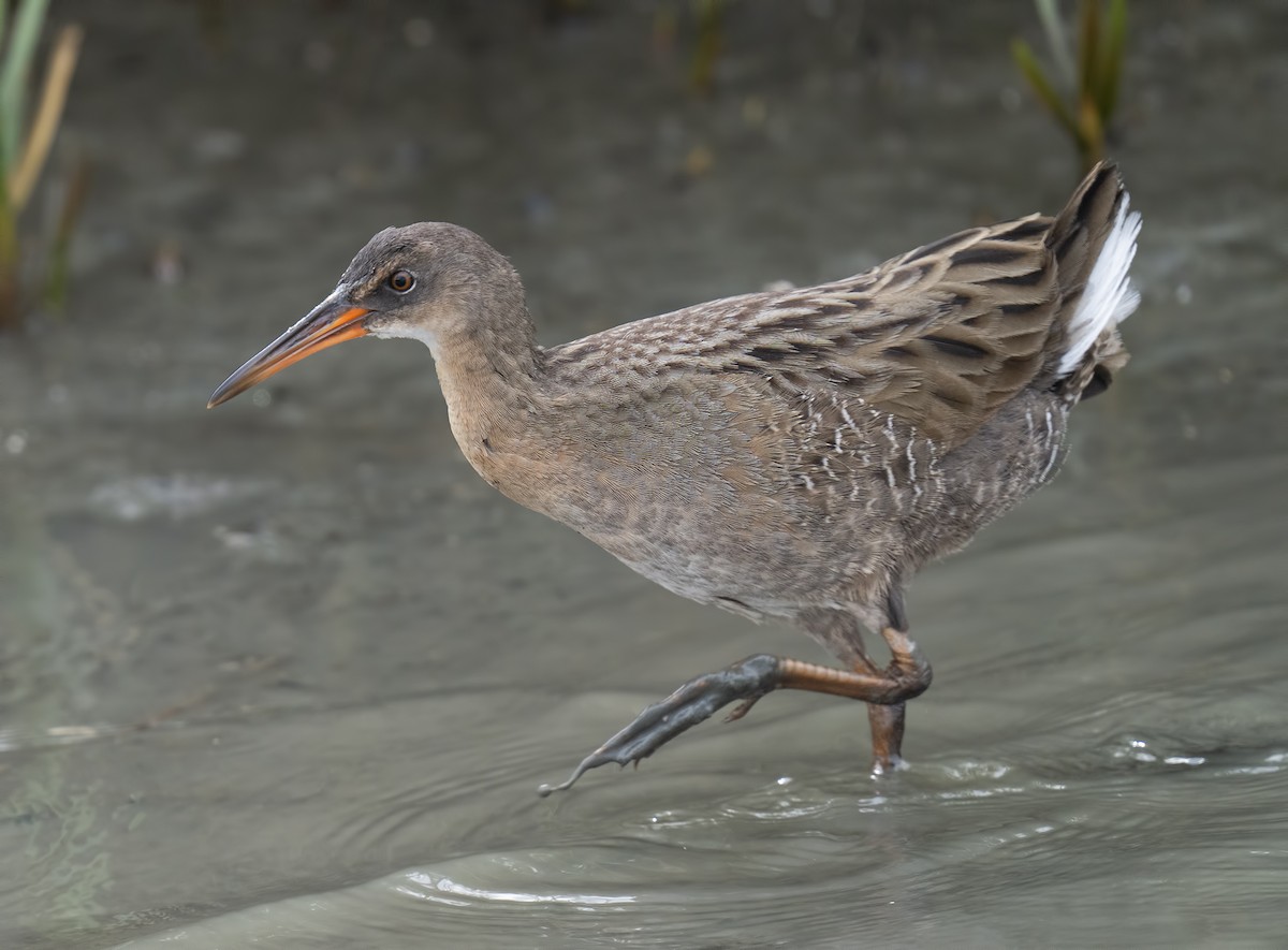 Ridgway's Rail - Gail  West