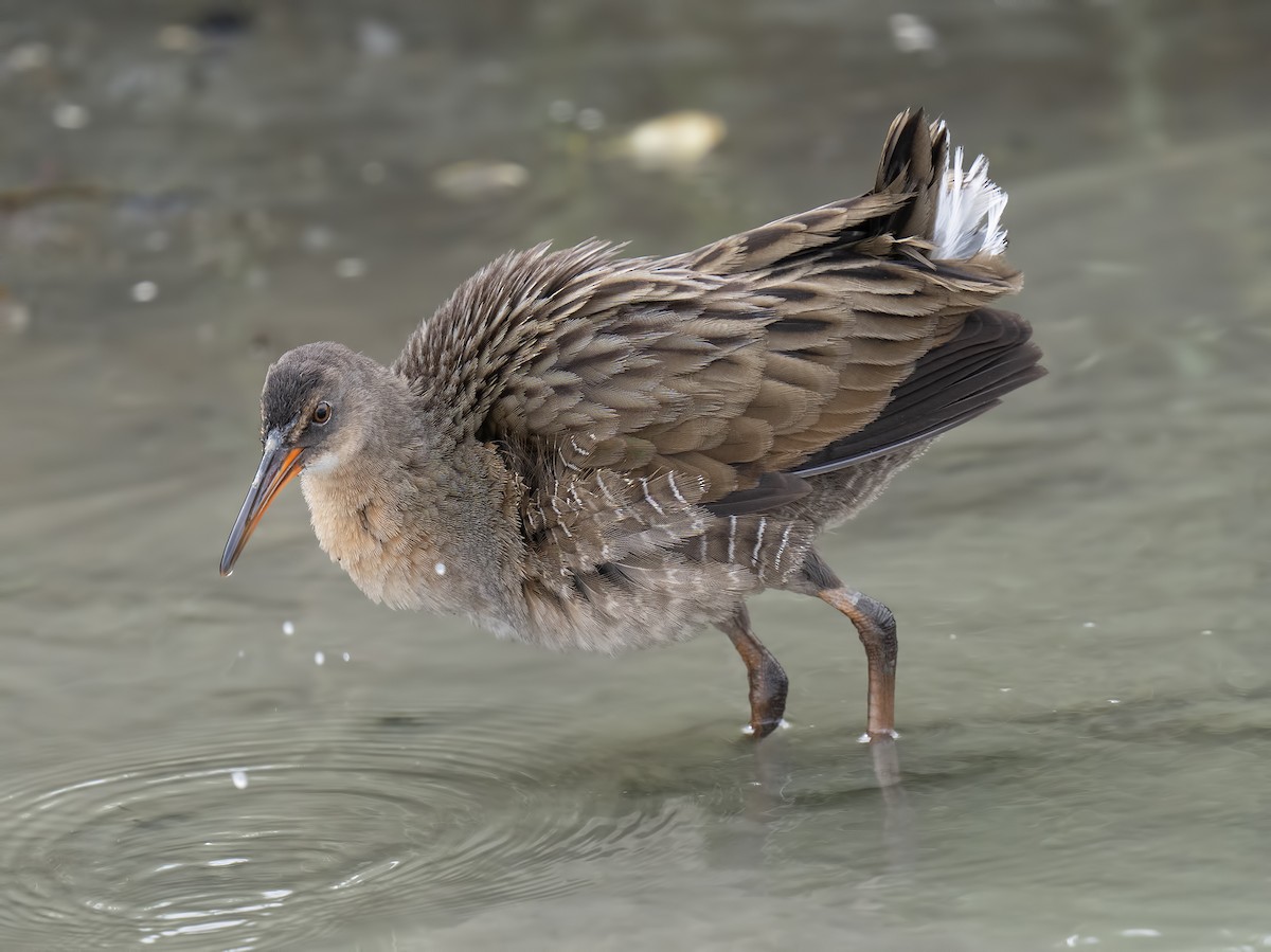 Ridgway's Rail - ML622117261